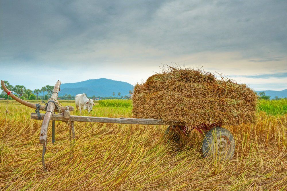 straw and paddy