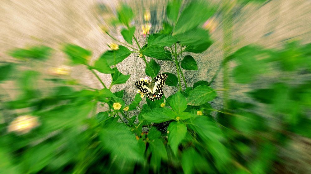 Butterfly