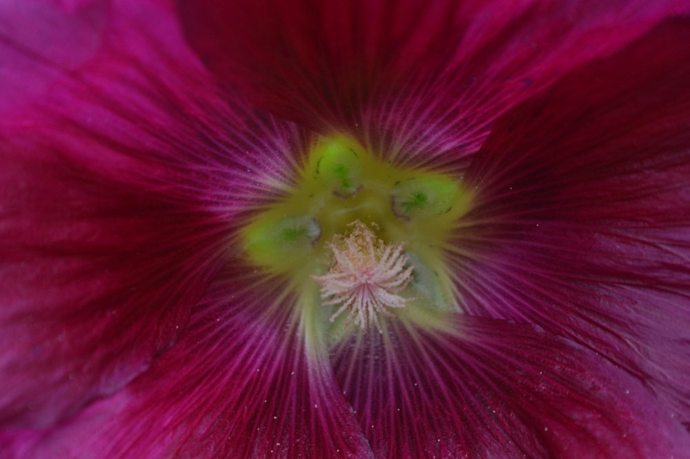 звезда в цветочке