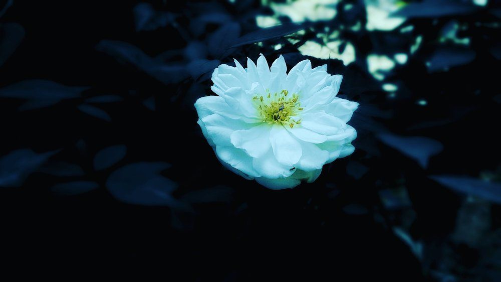 Lovely Nature