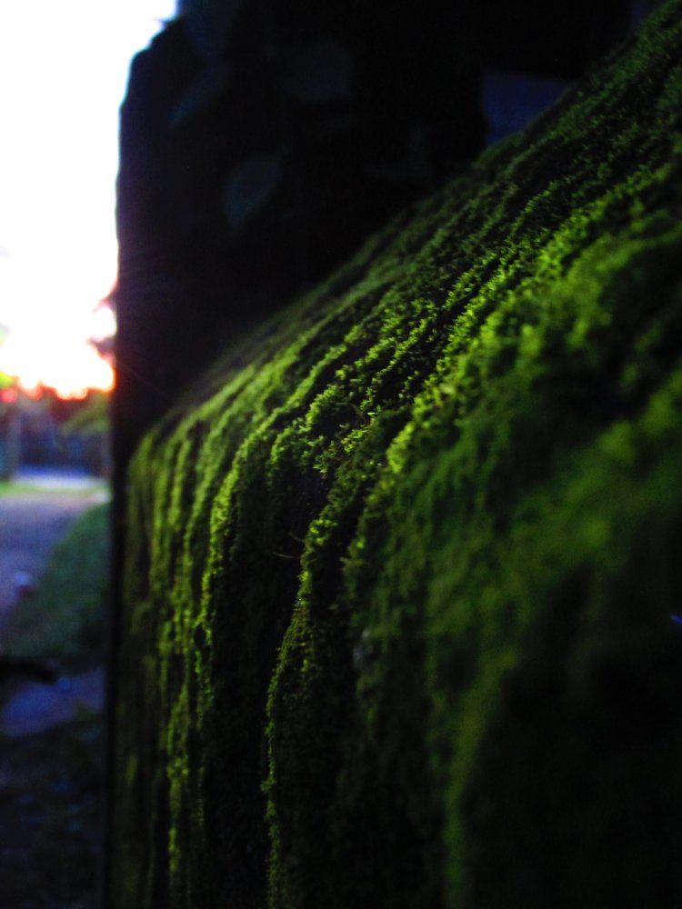 Covered in green
