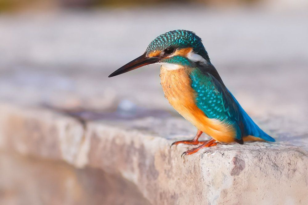 Зимородок на охоте)