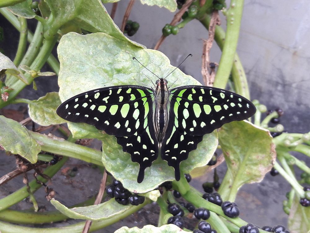 Tailed Jay Butterfly