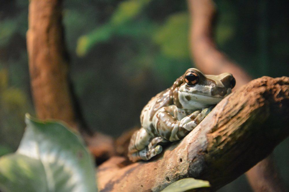 Древесная лягушка