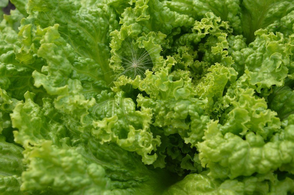 Photograph by Софья Шепелева