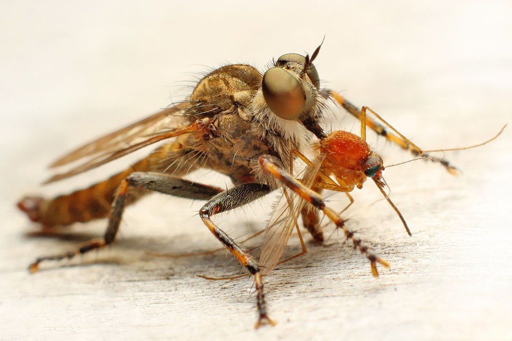 Комар тоже бывает жертвой