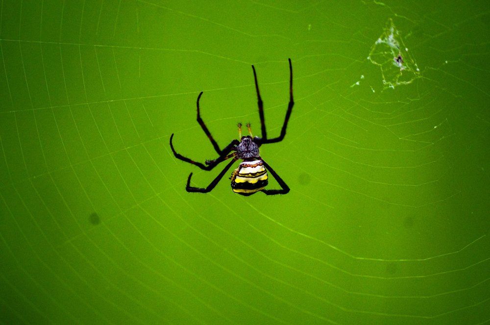 The Black Spider