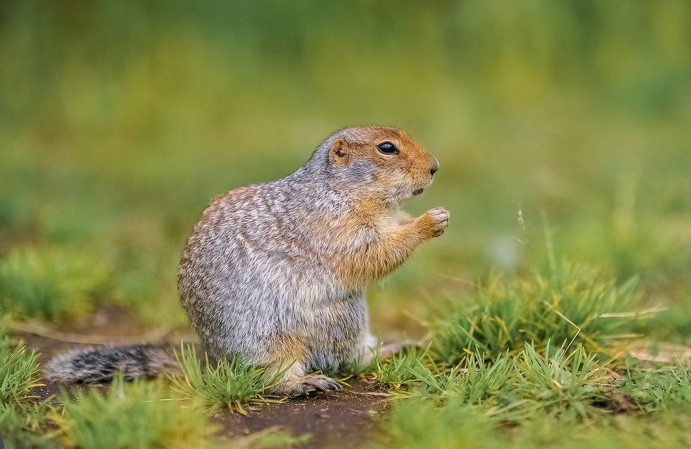 Берингийский суслик