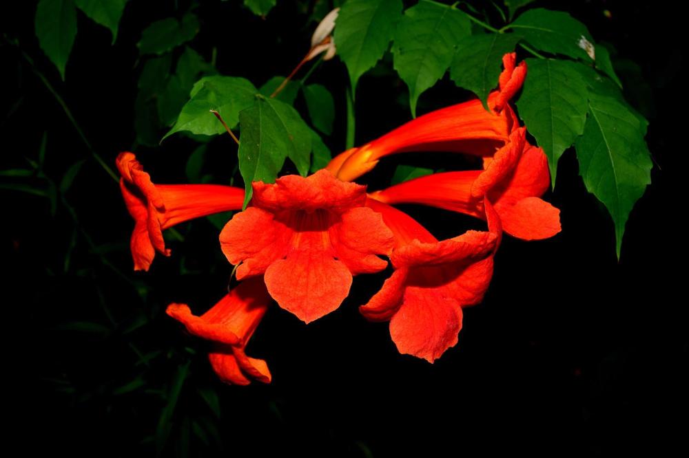 ночная красавица