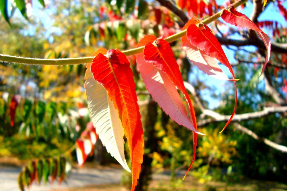 палитра осени