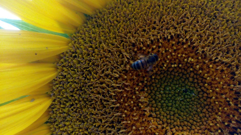 sunflower is my home