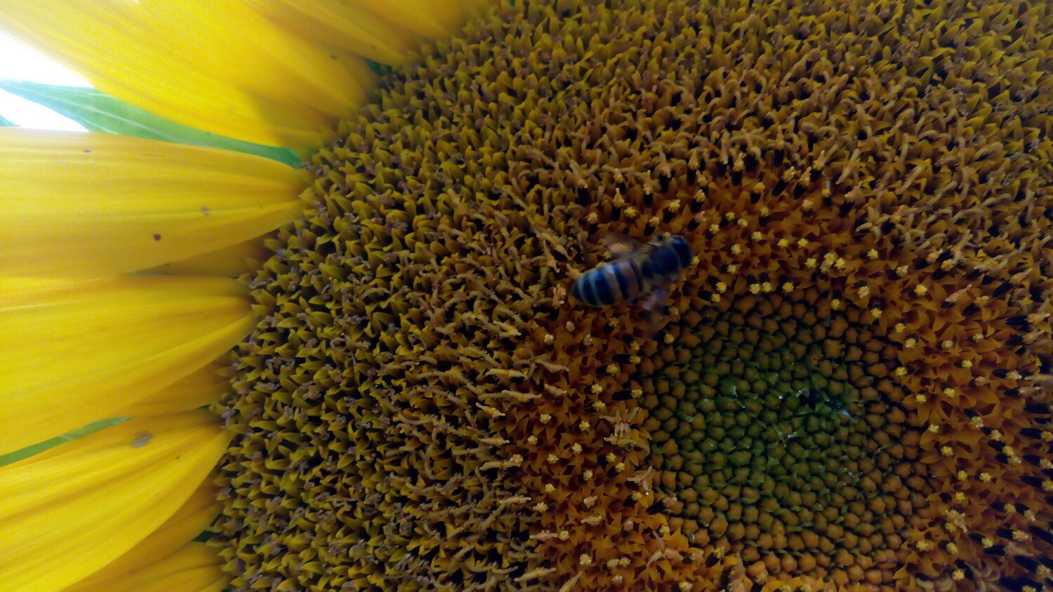 sunflower is my home