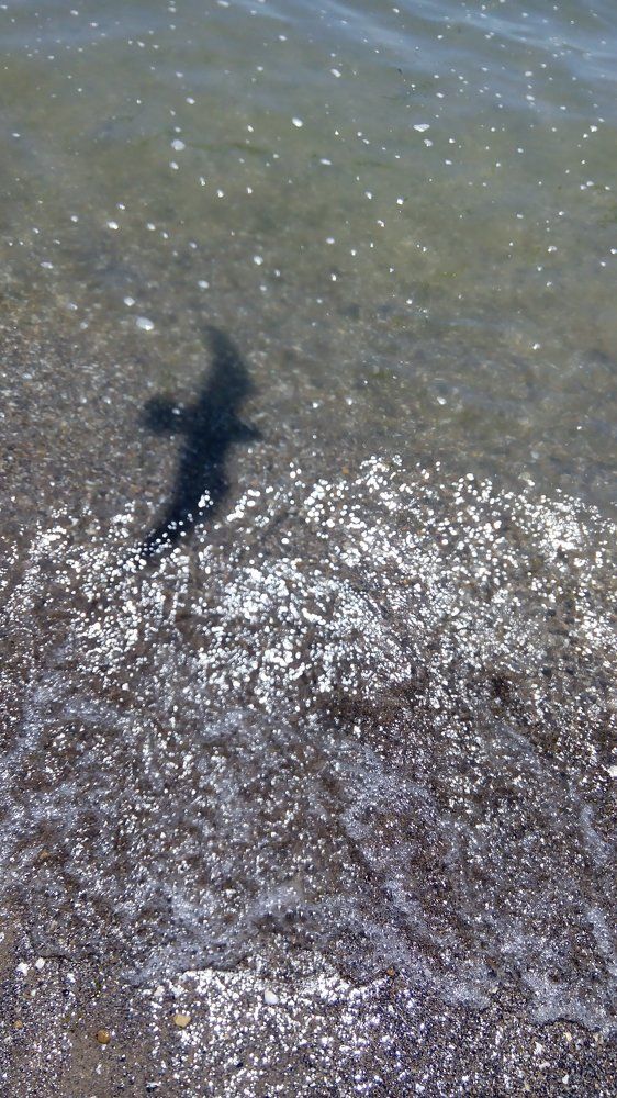 the shadow