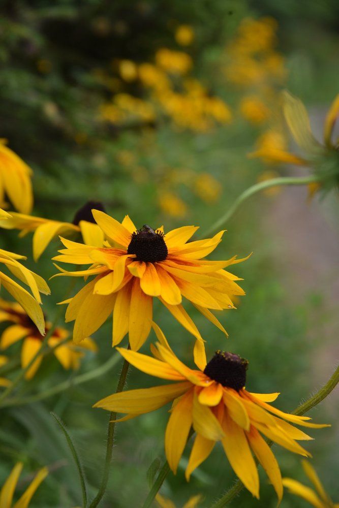 Цветы у дороги