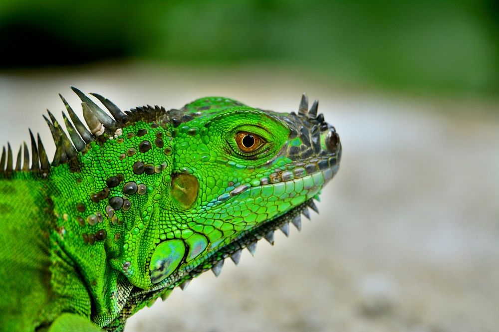 Green Iguana