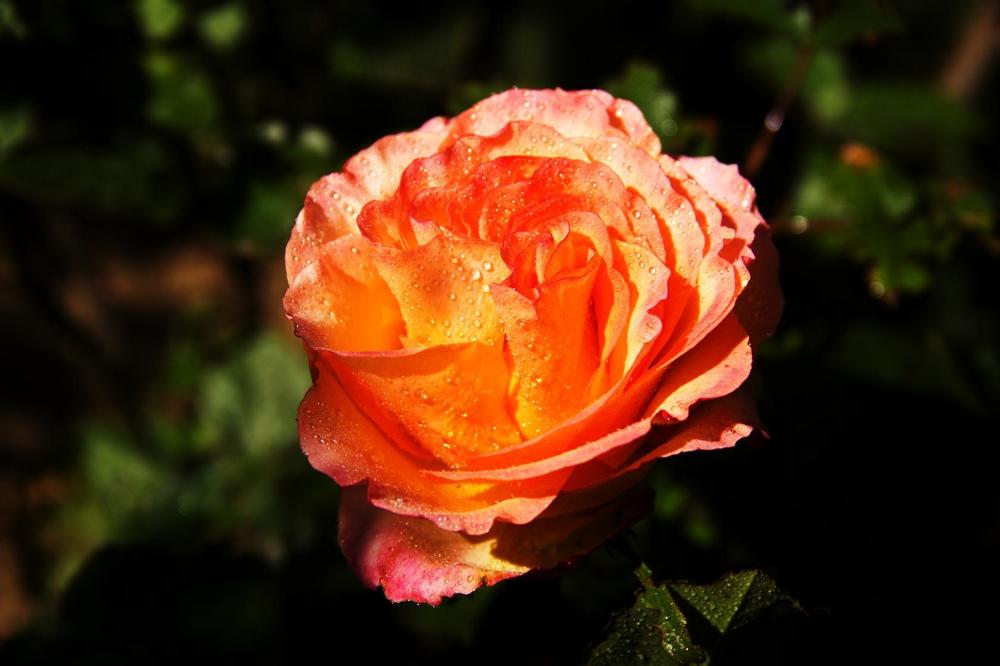 Роза Акварель