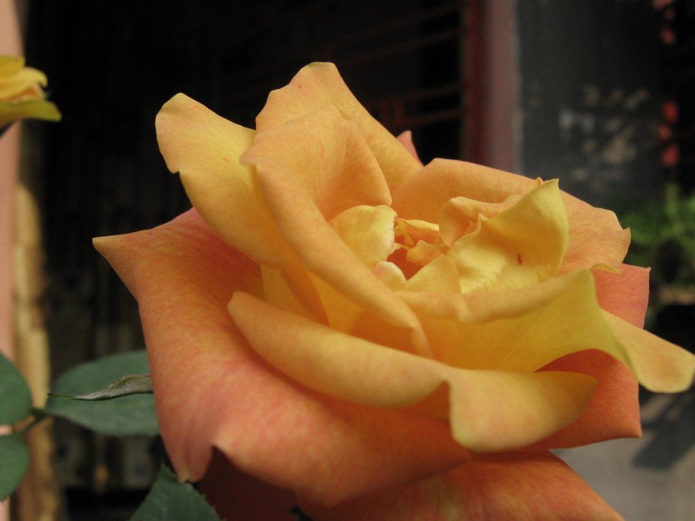 rose