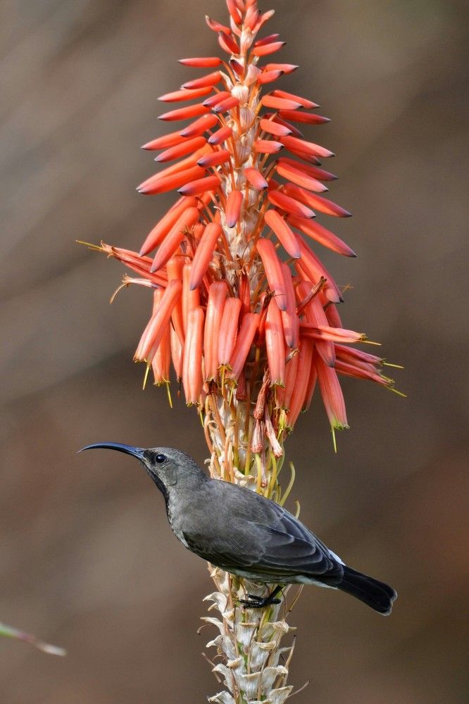 Female White Bellied Sunbird on an Aloe flower