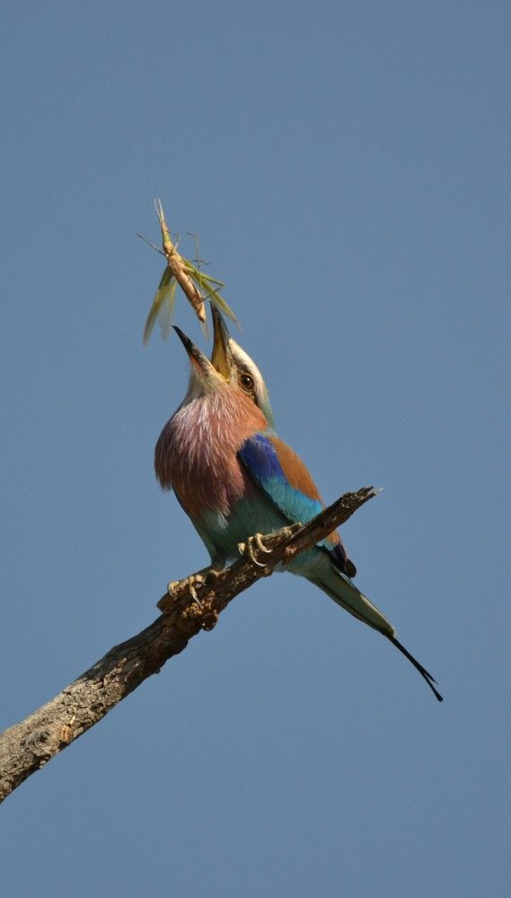 Lilac Breasted Roller Eating Lunch