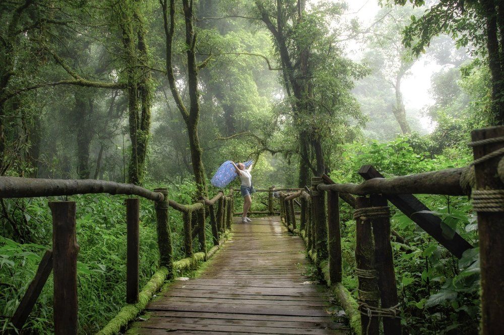 Волшебный лес