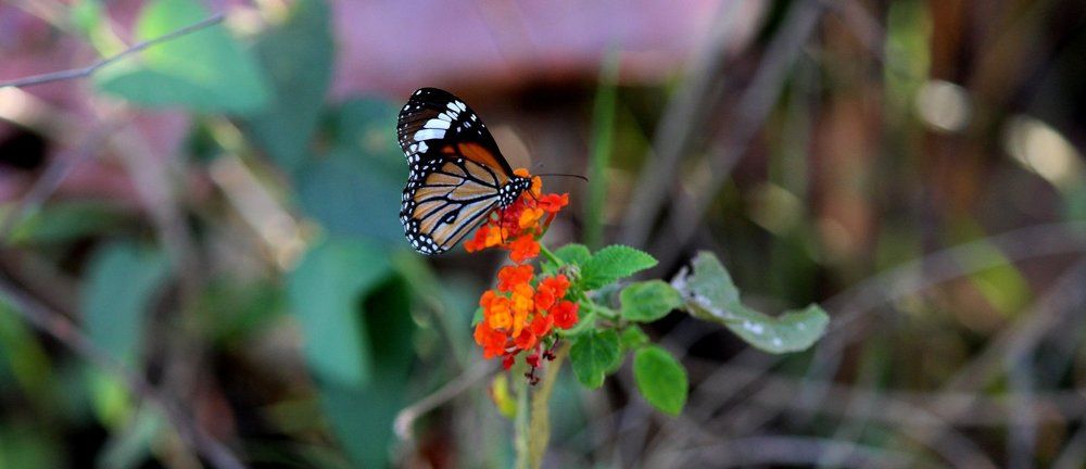 Plain Tiger butterfly in dharampur