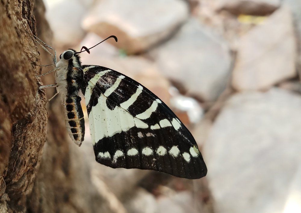 The Butterfly hanging on tree