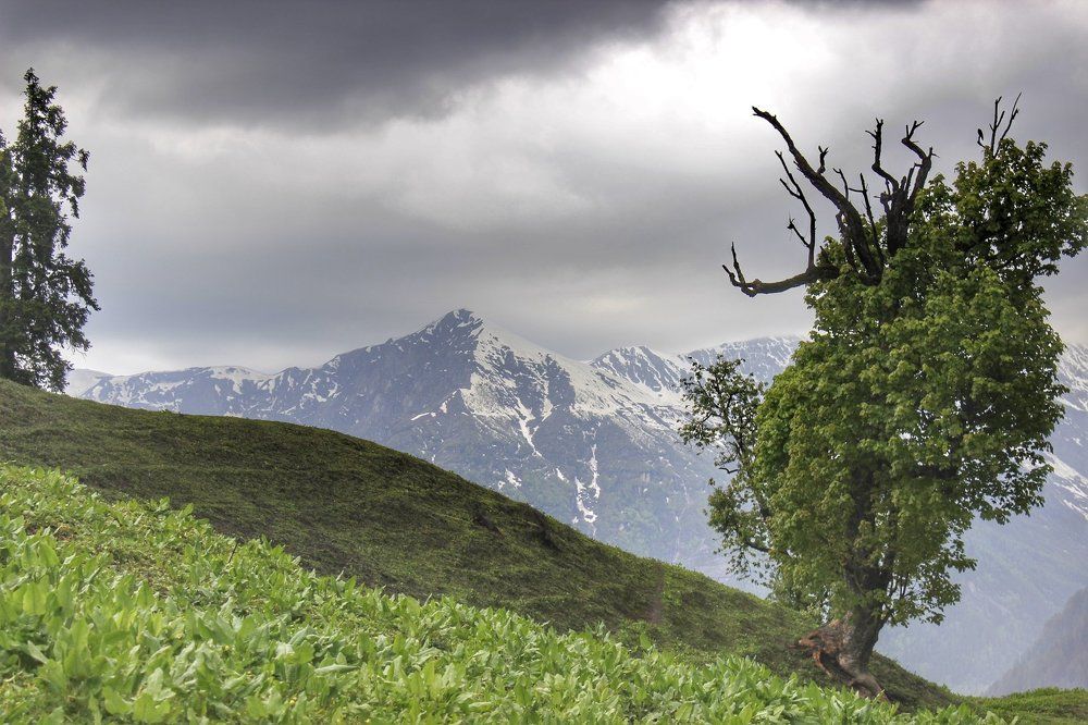 A tale of the mountain and the tree