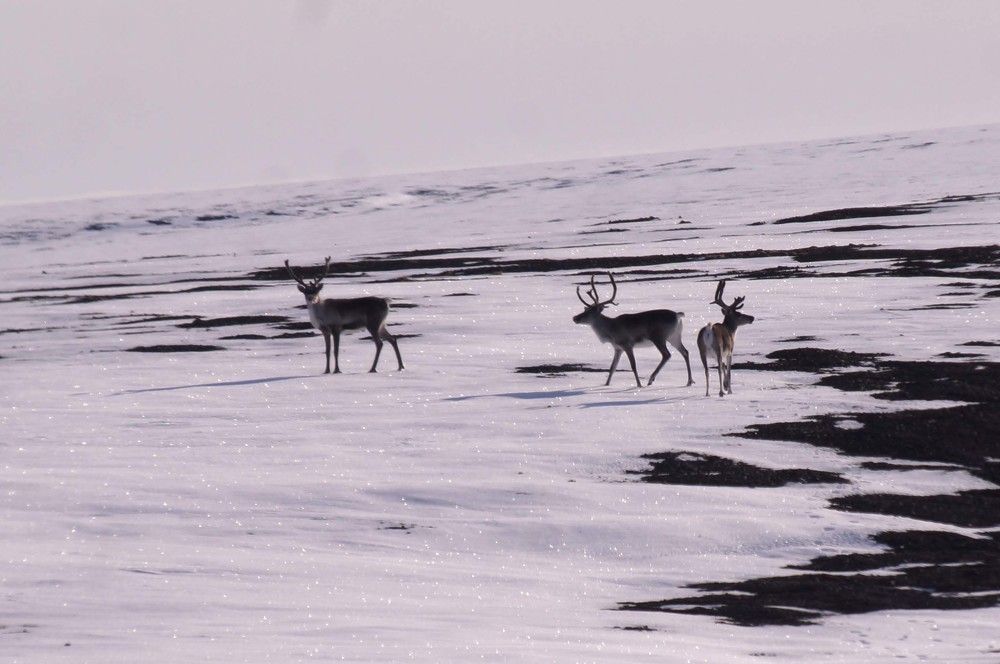 Северные олени