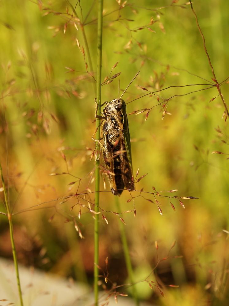 Кузнечик... в стиле стимпанк =))))