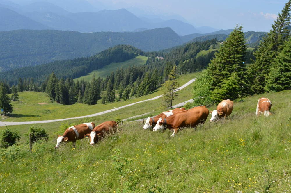 Альпы
