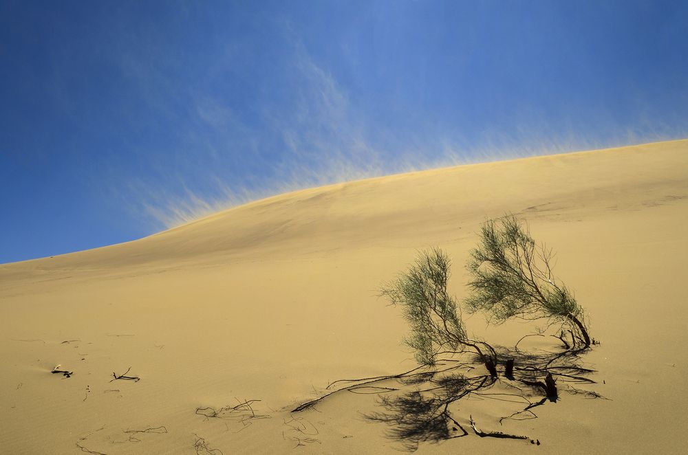 Ветер на бархане