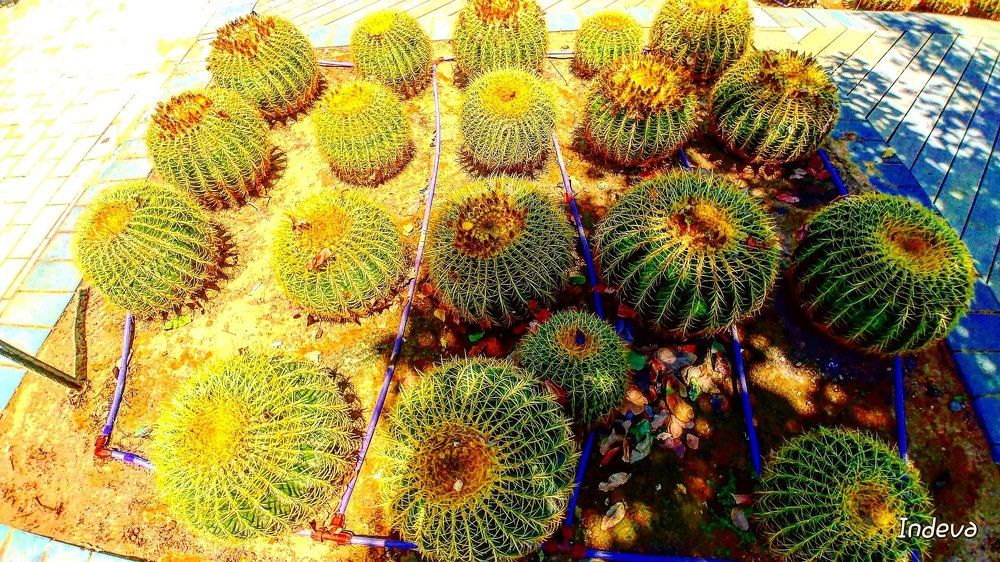 Кактусовый коврик