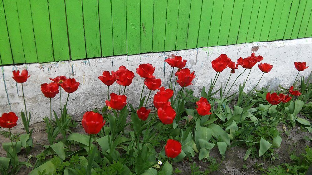 Цветы