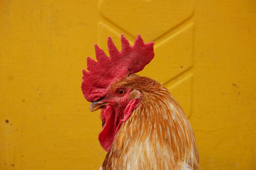 Алтайский петух