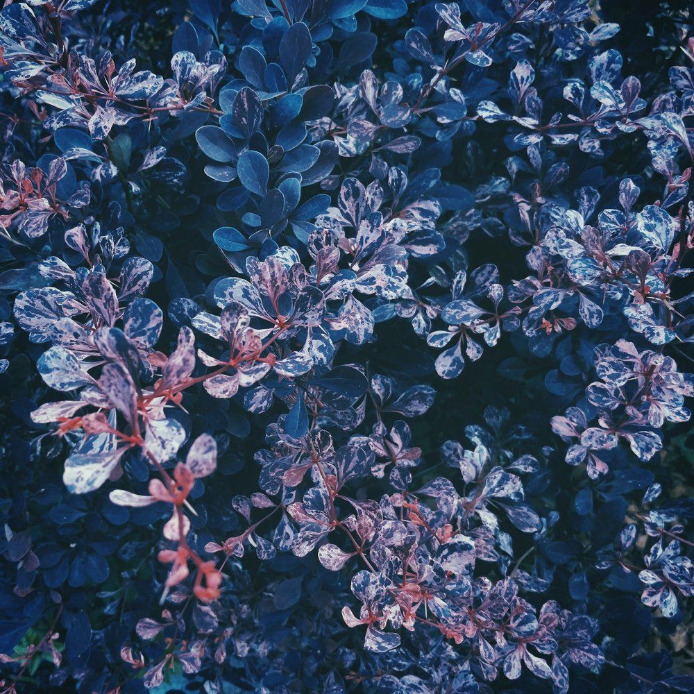 Photograph by Белугин Иван