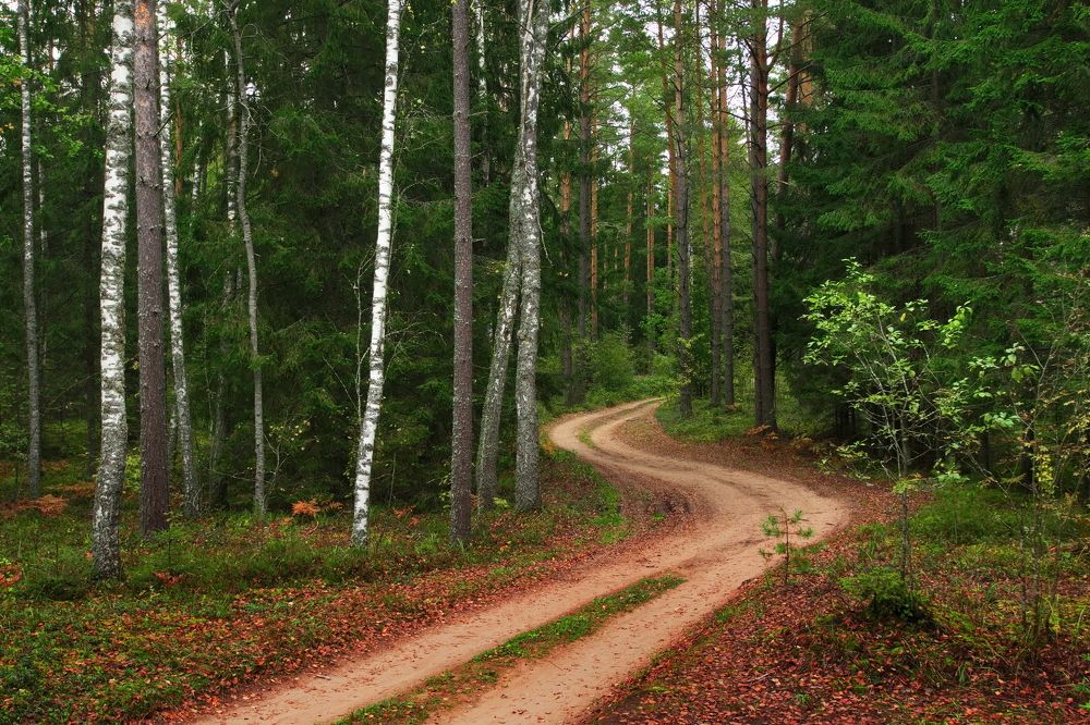 Дорога в осень (The way to autumn)