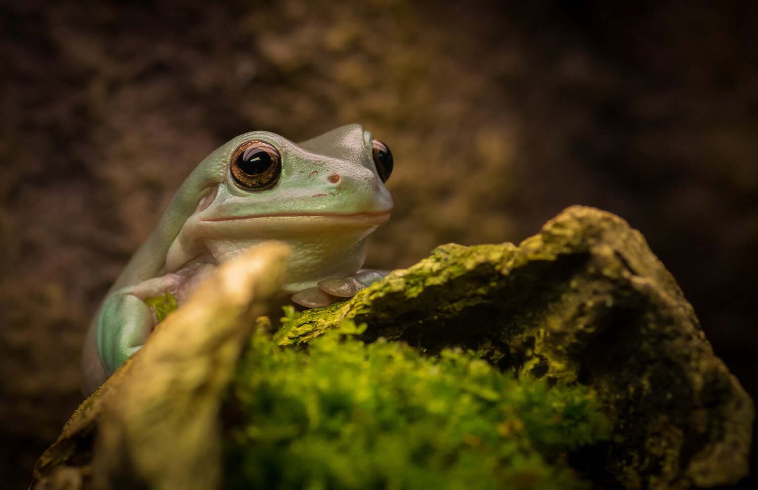frog