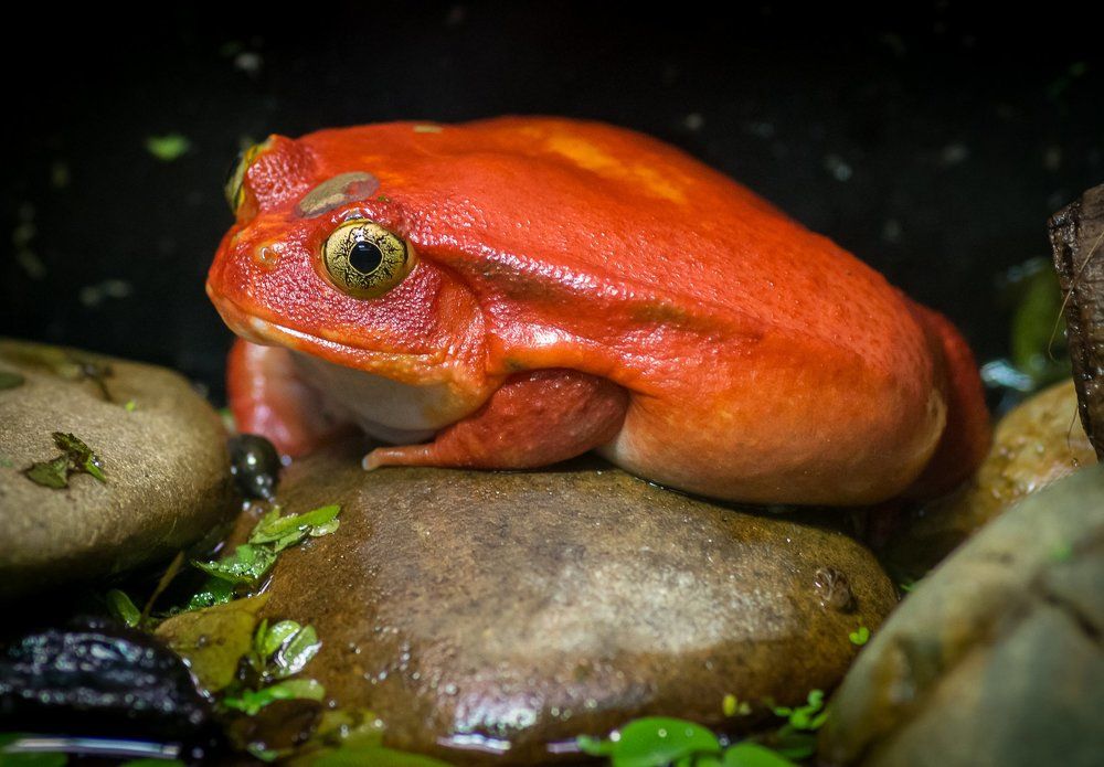 red frog
