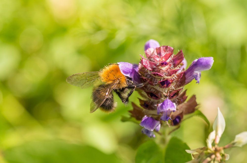 Bumblebee