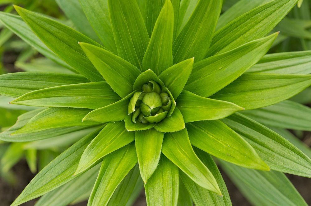 green star