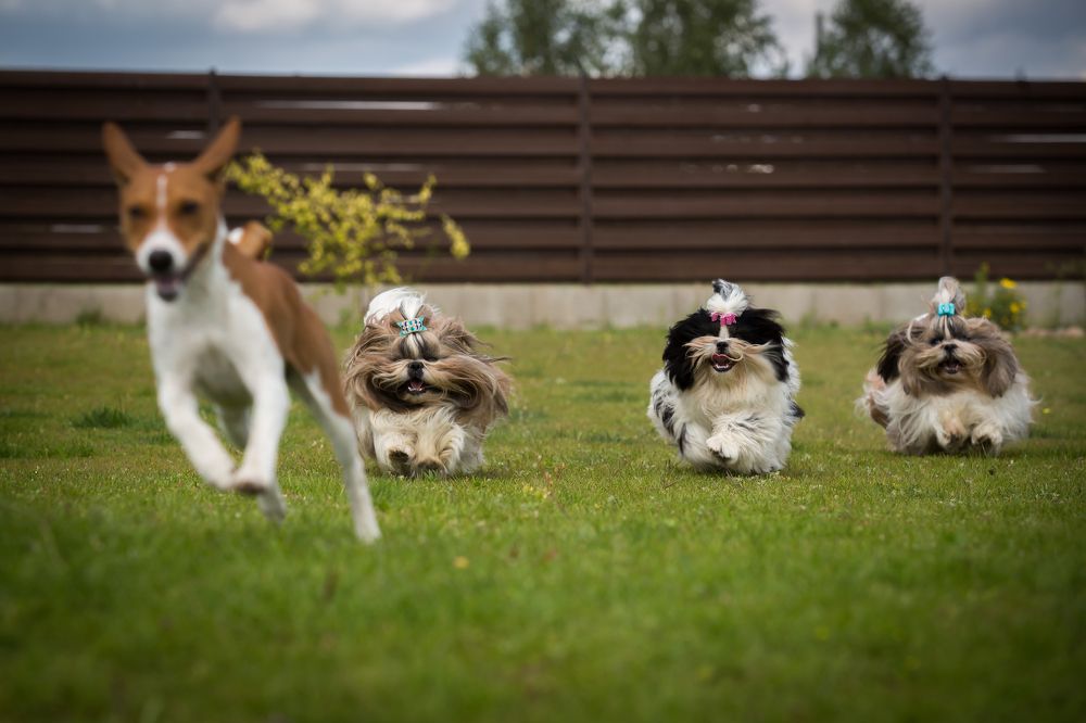 Попробуй догони.