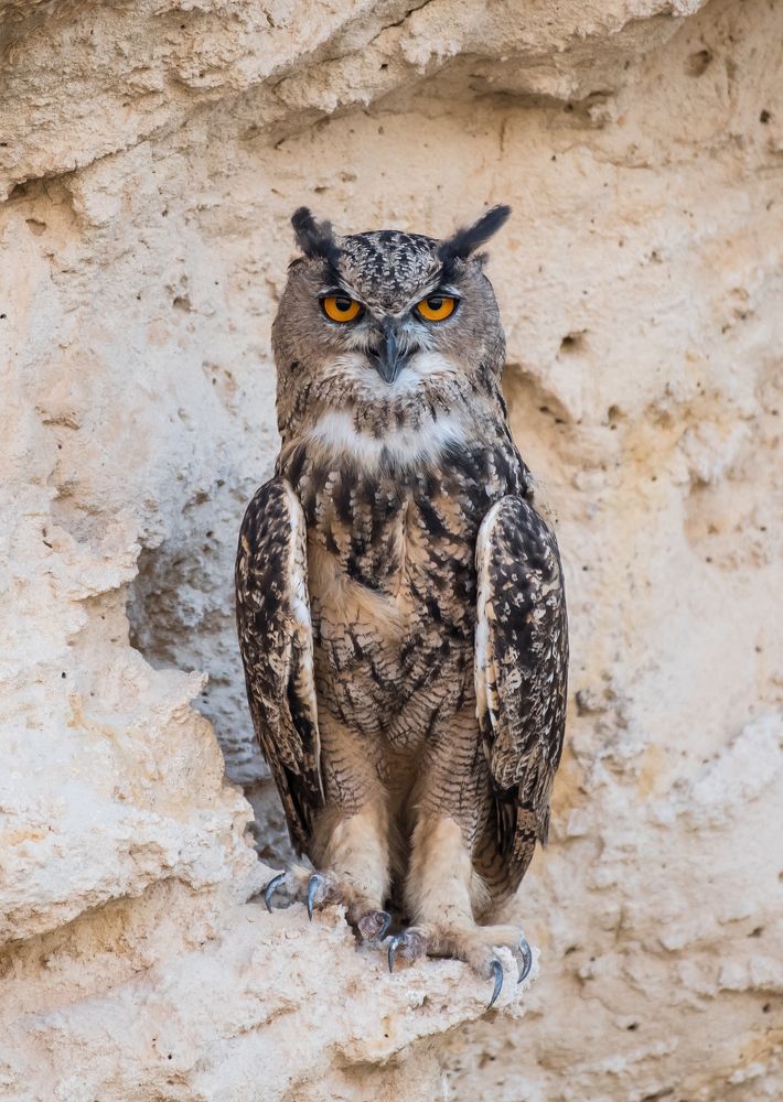 Horned Owl