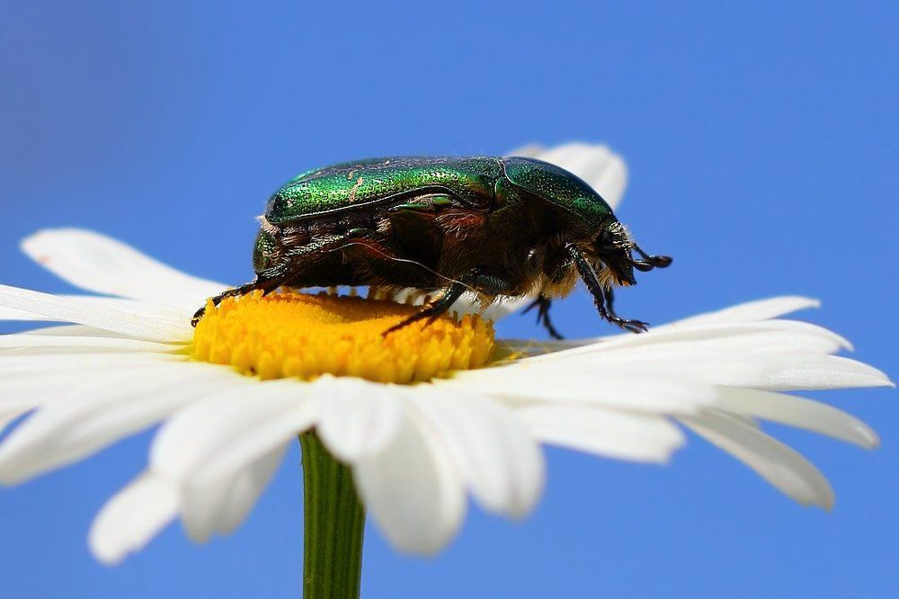 Букашки в ромашках
