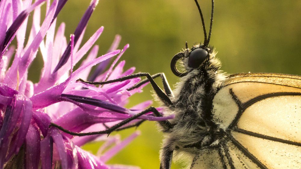 Обед боярышницы