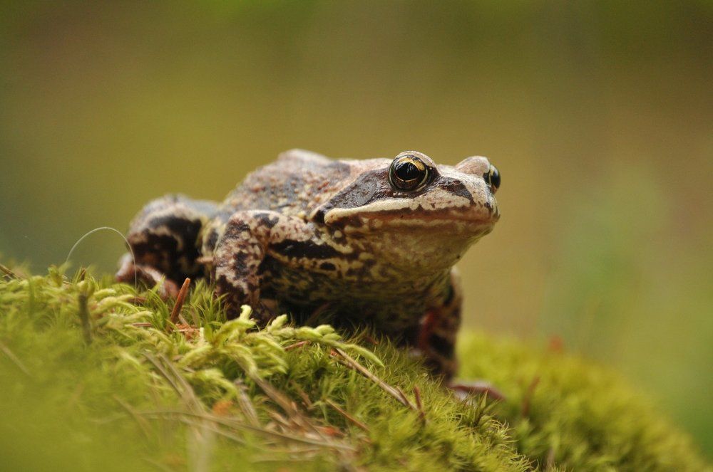 FROG
