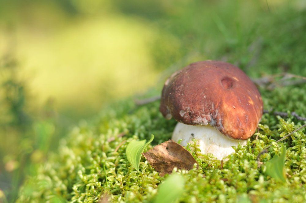 mushroom