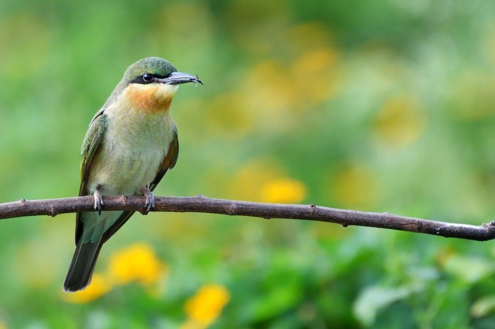 Blue tailed bee eater