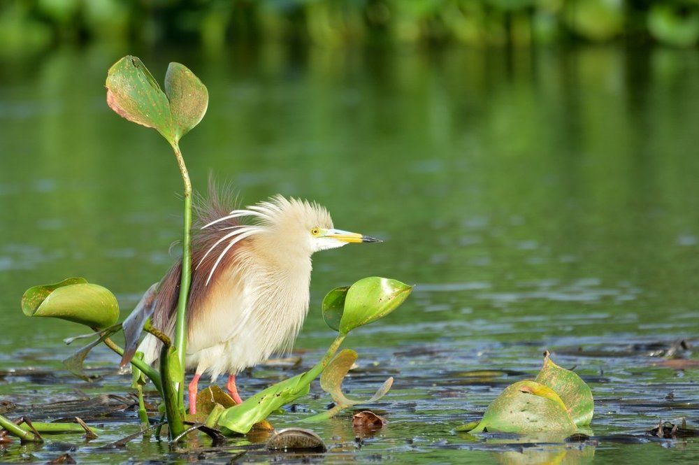 Cattle Egret