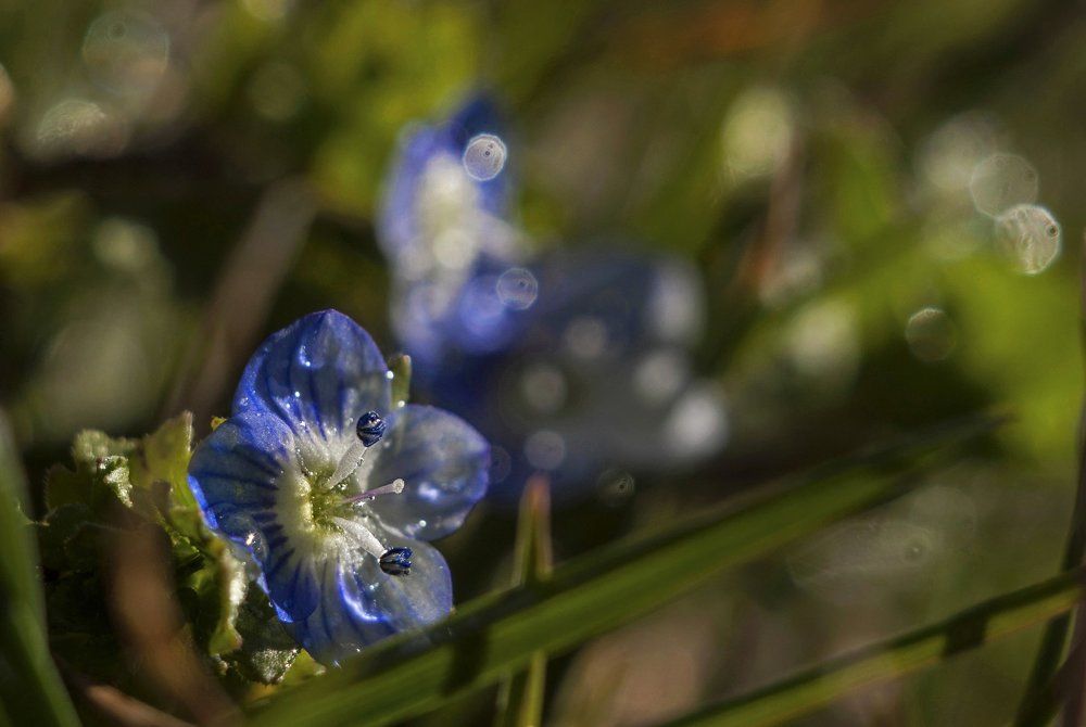Крошечная вероника.