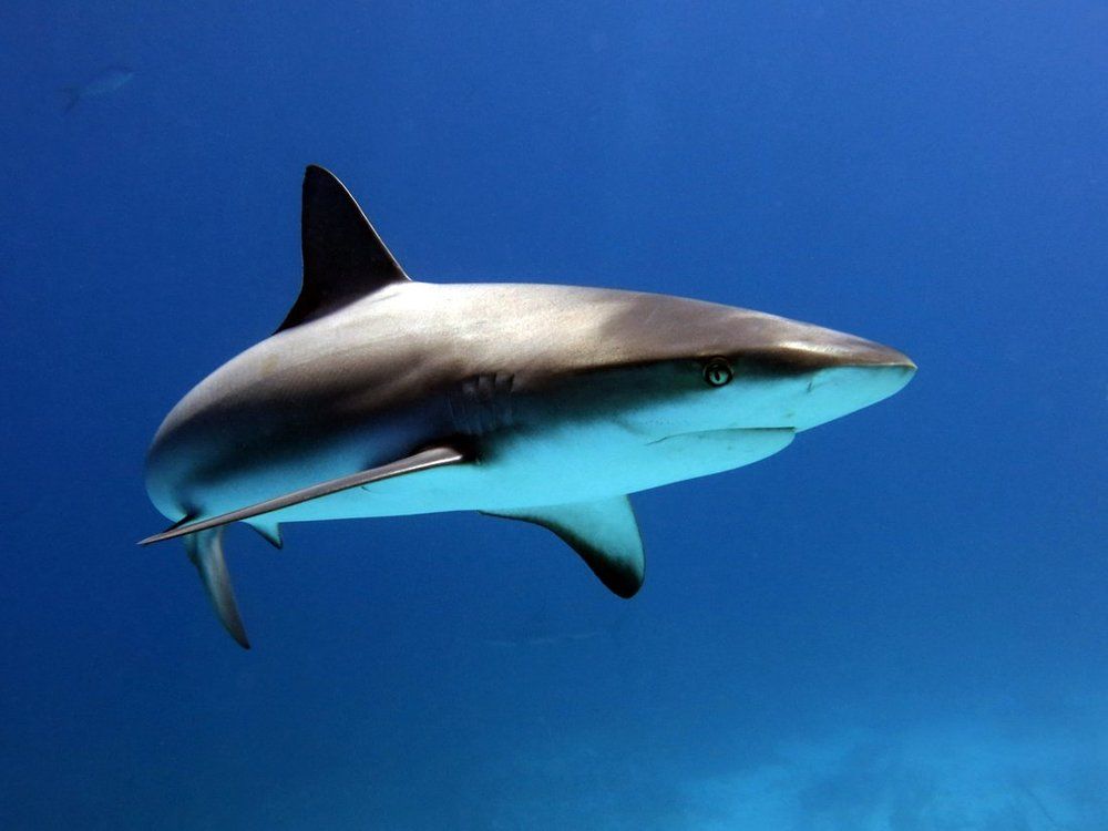 Совершенство.